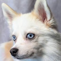 Pomskies from Pomsky Florida