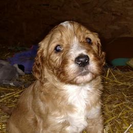 Goldendoodles from Mastadoodles