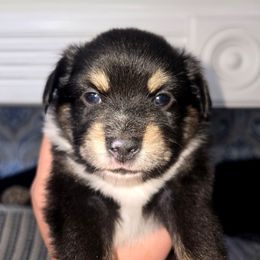 Miss Turquoise - Black tri female Toy Australian Shepherd puppy in Dolan Springs, Arizona from High Desert Companions