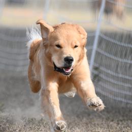 Golden Retrievers from Milestone Goldens