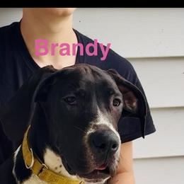 Brandy - Black female Great Dane puppy in Gonzales, Louisiana from Anstatt House Of Danes