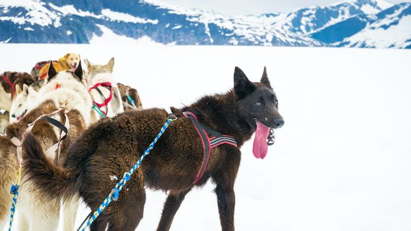 Find Alaskan Husky puppies for sale