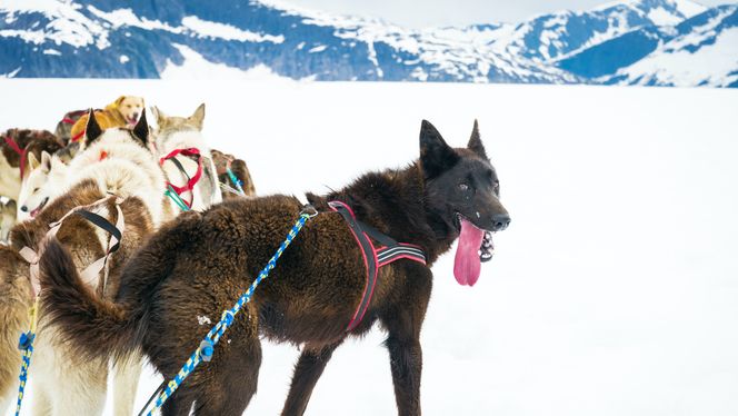 Alaskan Husky