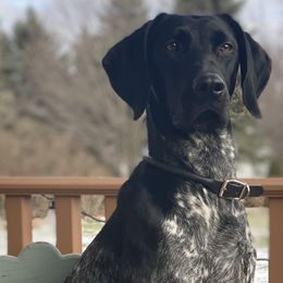 German Shorthaired Pointers from Fortin’s German Shorthaired Pointers