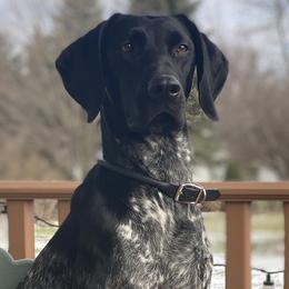 German Shorthaired Pointers from Fortin’s German Shorthaired Pointers