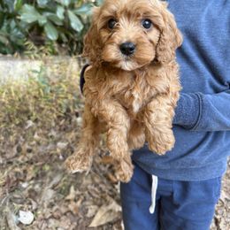 Rocky - Red male Cavapoo puppy in Rio Linda, California from VitPom Puppies