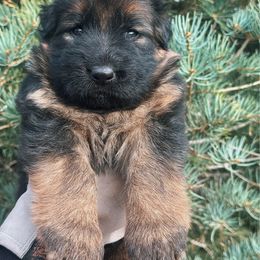 Joy - Black and red female German Shepherd puppy in Herriman, Utah from VMS Shepherds