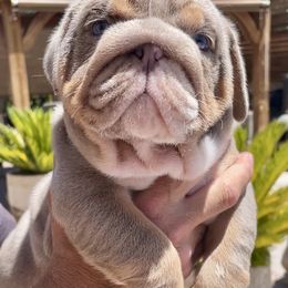 Bruno - Fallow male Bulldog puppy in Las Vegas, Nevada from Let it Ride Bulldogs