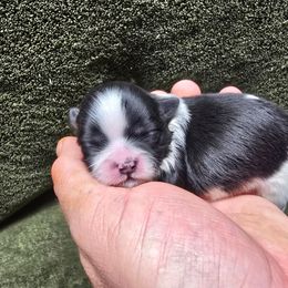 Boy 3 - Black and white male Shih Tzu puppy in Mountain Grove, Missouri from Precious Puppies
