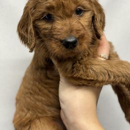 Bernedoodle, Bernese Mountain Dog, and Goldendoodle Puppies from Red Door Canines
