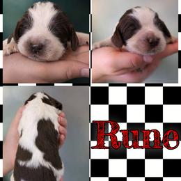 Rune - Tri-Roan male English Springer Spaniel puppy in Florida from Thunderbird Springers