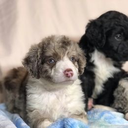Aussiedoodle, Miniature Australian Shepherd, Pomeranian, and Toy Australian Shepherd Puppies from SBA Aussies