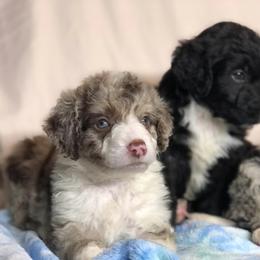 Aussiedoodle, Miniature Australian Shepherd, Pomeranian, and Toy Australian Shepherd Puppies from SBA Aussies