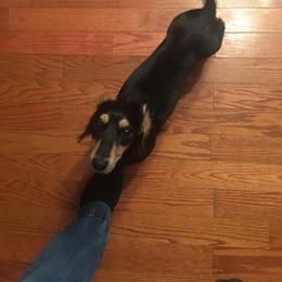 Lori - Dachshund
