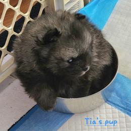 Boy 3 - Chocolate sable male Pomeranian puppy in Turnersville, New Jersey from MK Exquisite Poms
