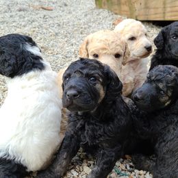 Poodle Puppies from Delovely Standard Poodles