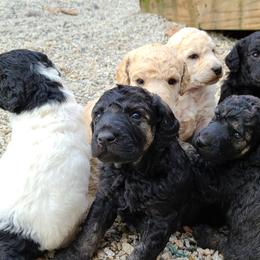 Poodle Puppies from Delovely Standard Poodles