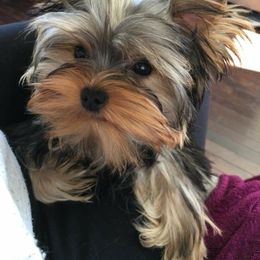 Yorkshire Terrier Puppies from Yorkies Kisses