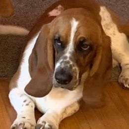 Basset Hounds from Michelle's Bassett Hounds