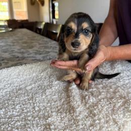 Weezer - Dapple female Dachshund puppy in Molino, Florida from Dooney's Dachshunds