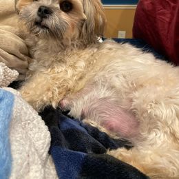 Rosie - Lhasa Apso