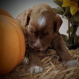 Australian Labradoodle Puppies from Doodle Inn Labradoodles