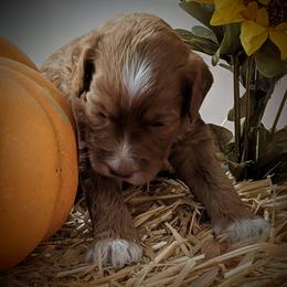 Australian Labradoodle Puppies from Doodle Inn Labradoodles