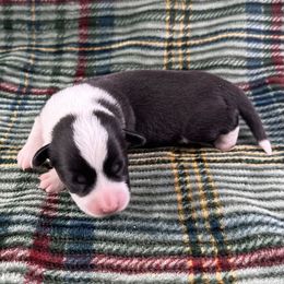 Comet - Black and white male American Corgi puppy in Waskom, Texas from Piney Woods Corgis