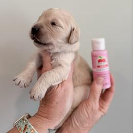 Girl 3 - Pink - Light golden female Golden Retriever puppy in Mc Minnville, Tennessee from Wishaw Whisky Golden Retrievers