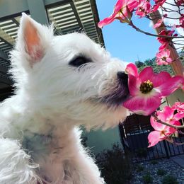 West Highland White Terrier Puppies from Elvador West Highland White Terriers