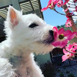 West Highland White Terrier Puppies from Elvador West Highland White Terriers