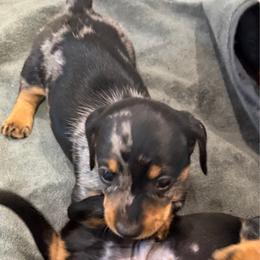 Barry - Dapple male Dachshund puppy in Shawnee, Oklahoma from Magic Eagle Miniature Dachshunds