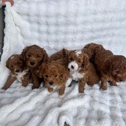 Goldendoodle puppies from Lady's Liberty Litter