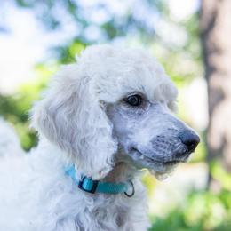 Rocky - White male Poodle puppy in Pleasant Grove, Utah from Out of This World Poodles