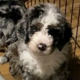 Blue collar - Blue merle male Bernedoodle puppy in Millsap, Texas from Gaston’s Posh Poodles and Doodles