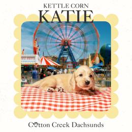 Katie - Cream female Dachshund puppy in Jenks, Oklahoma from Cotton Creek Dachshunds
