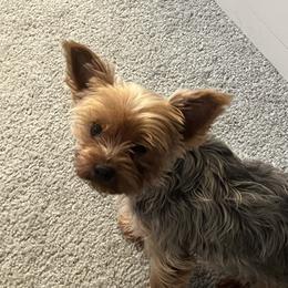 Millie - Yorkshire Terrier