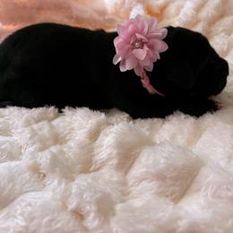Pink collar - Black female Great Dane puppy in La Vernia, Texas from Thistlewood Danes
