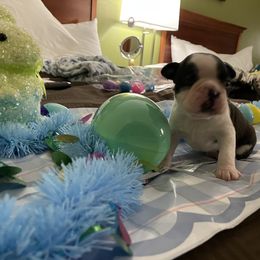 Boston Terrier Puppies from Palmetto Bostons