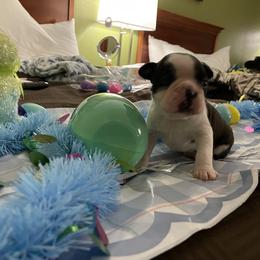 Boston Terrier Puppies from Palmetto Bostons