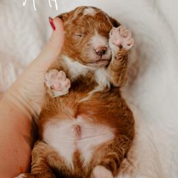 Alfie - Red  male Goldendoodle puppy in Patterson, California from Dooling Doodles