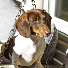 Baroness - Dachshund