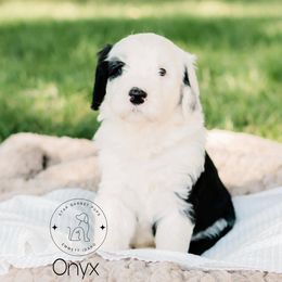 Aussiedoodle, Australian Shepherd, Old English Sheepdog, and Sheepadoodle Puppies from Star Garnet Pups