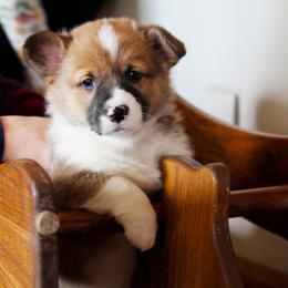 Johnny - Red male Pembroke Welsh Corgi puppy in Fair Grove, Missouri from Cross D Ranch Corgis