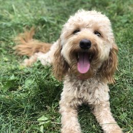 Rosie  - Goldendoodle