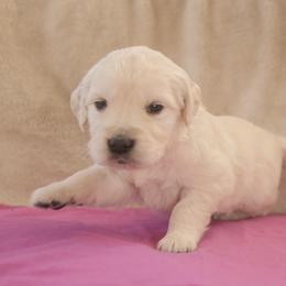 Magenta Collar - Light golden female Golden Retriever puppy in Roseburg, Oregon from Unbound Goldens