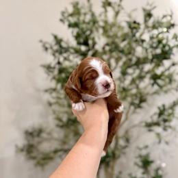 Kit Kat - Red  male Goldendoodle puppy in Rio Linda, California from Plush Doodles
