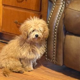 DP Blue - Red male Assorted Doodle Crosses puppy in Benson, North Carolina from A Bundle of Love