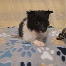 Panda Bear - Black white and tan male Shetland Sheepdog puppy in Altha, Florida from Hill Top Shelties