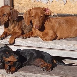 Dachshunds from Pharr's Finest Tha Realest Dachshunds